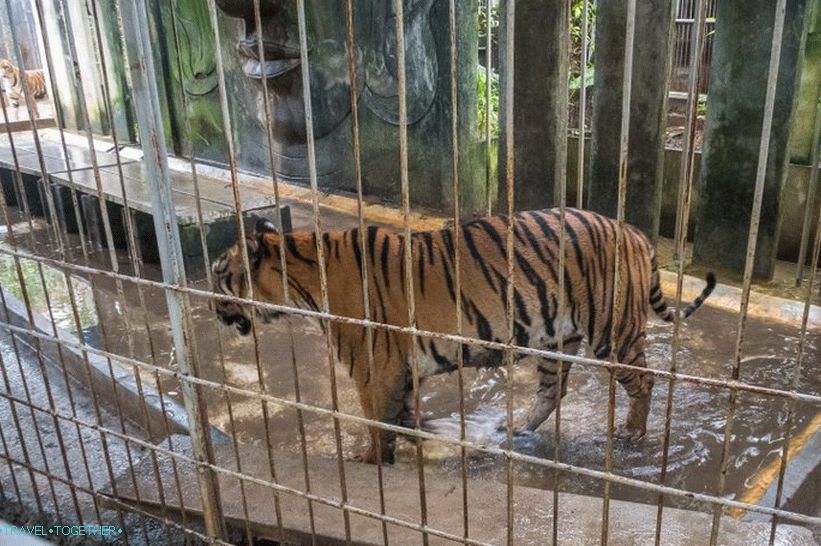 Akvárium és tigris állatkert Samui - szomorú és drága
