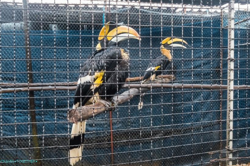 Akvárium és tigris állatkert Samui - szomorú és drága