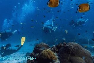 Búvárkodás Samui, Koh Tao, Nang Yuan orosz kalauz segítségével