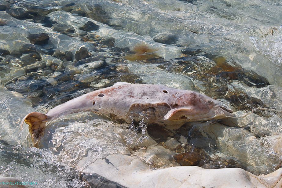 Halott delfin a vadon élő strandokon