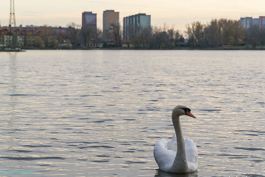 Városliget Petrzhalkában