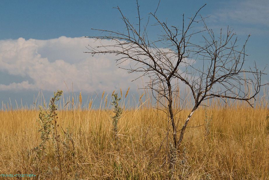 Afrikai Savanna