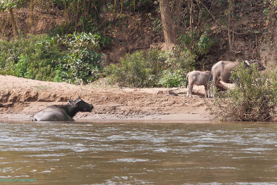 Állatállomány a Vang Vieng közelében