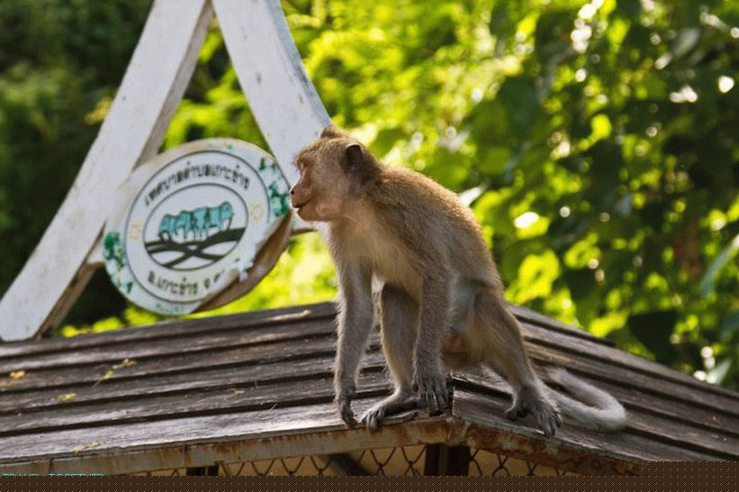 Koh Chang-sziget fotói (18)