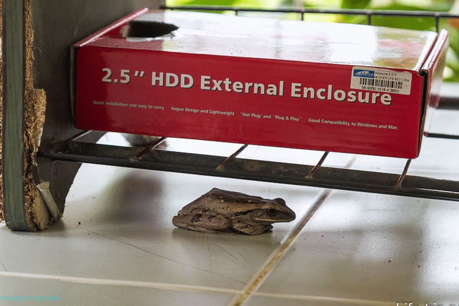 Toad él egy dobozban egy cipőpolcon