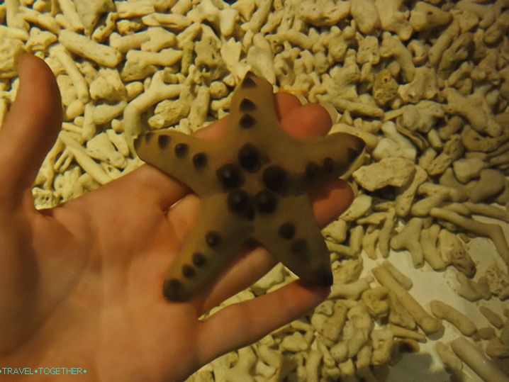 Starfish cover arm