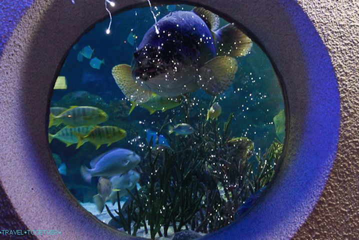 A Kuala Lumpur Oceanariumban