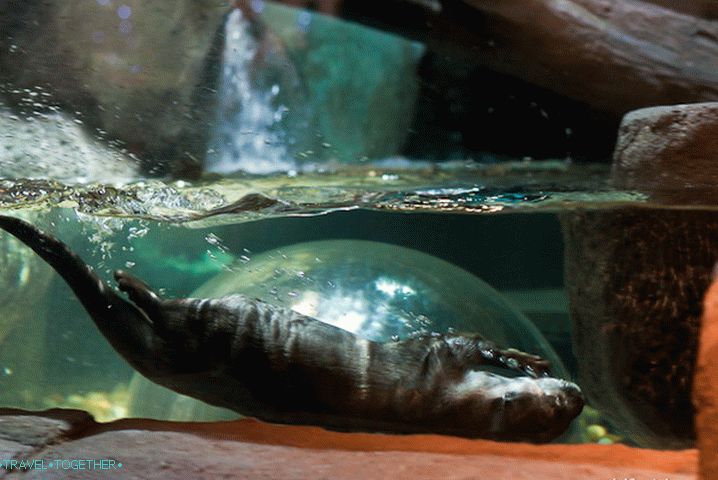Amazing Otter Acrobats