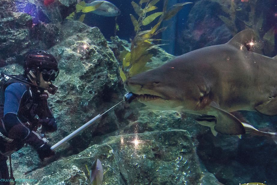 Cápa táplálás a Bangkok Oceanariumban