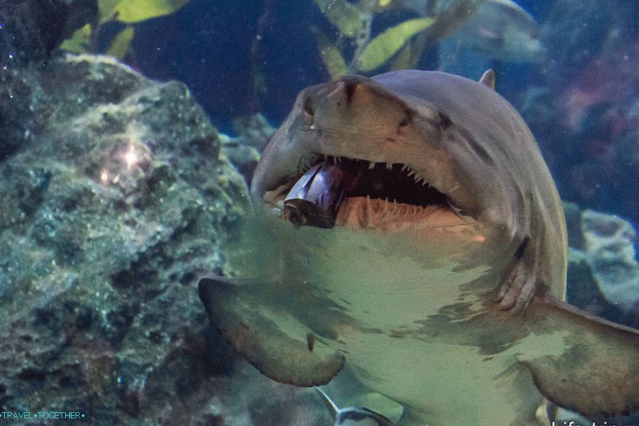 Cápa táplálás a Bangkok Oceanariumban