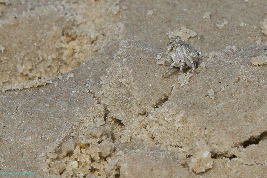 Kis rákok élnek a legtöbb strandon