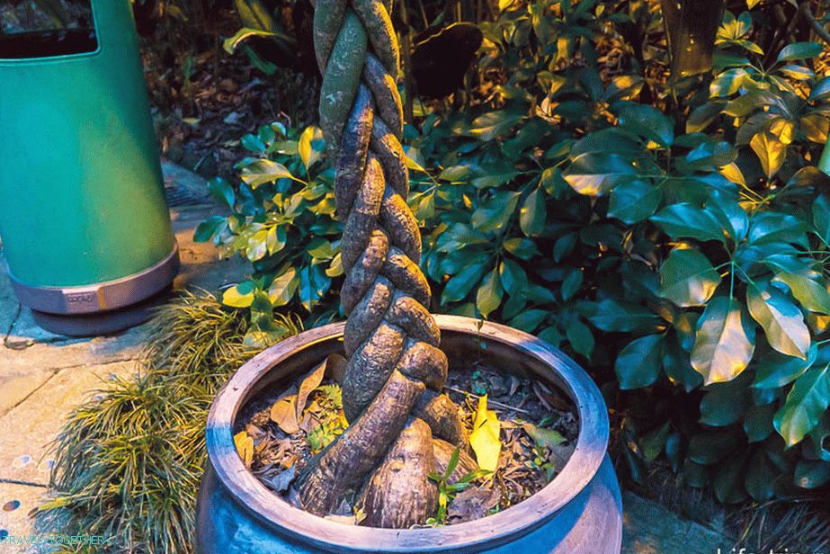 Fancy Tree
