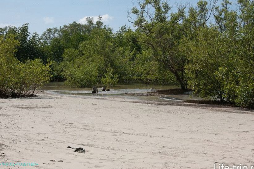 Mangrove a Ban Beach jobb szélén