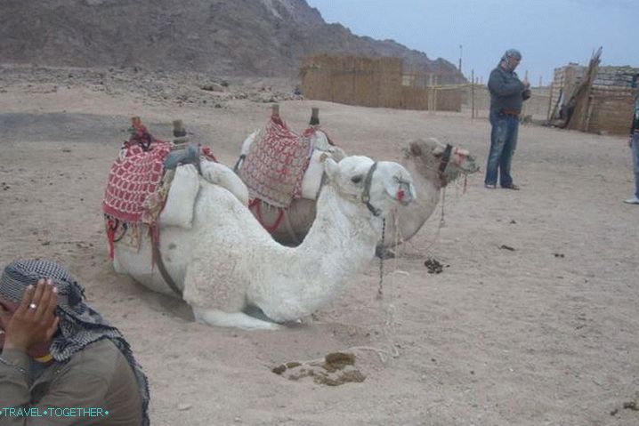 Hurghada, egy beduin faluban