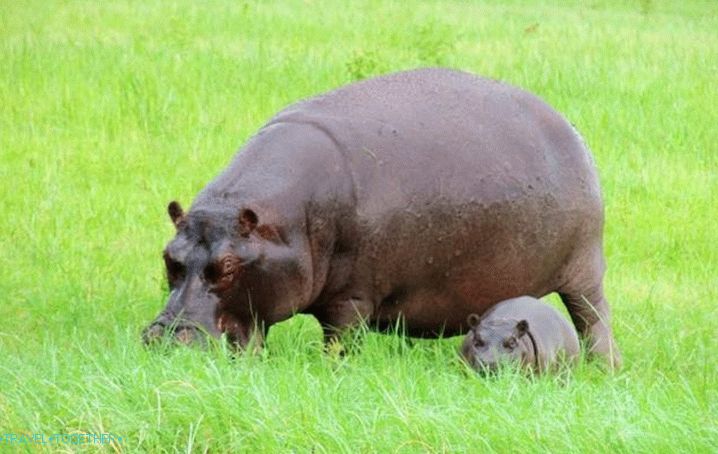 Nyaralás Bangkokban, Hippos Dusit Állatkertben