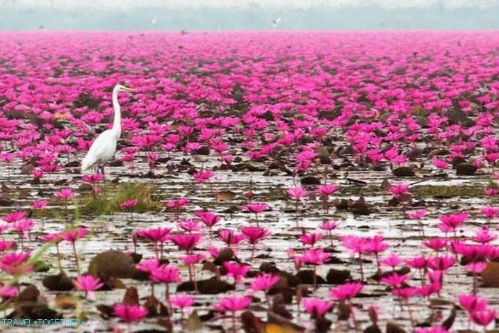 Phan Thiet, Lotus Lake