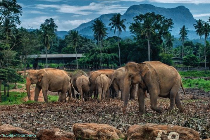 Vietnam Phu Quoc Vinpearl Safari Phú Quốc