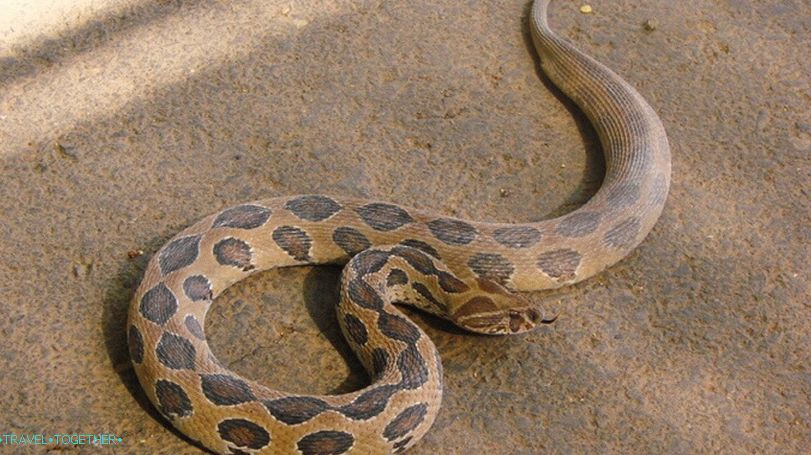 Chain Viper Thaiföldön