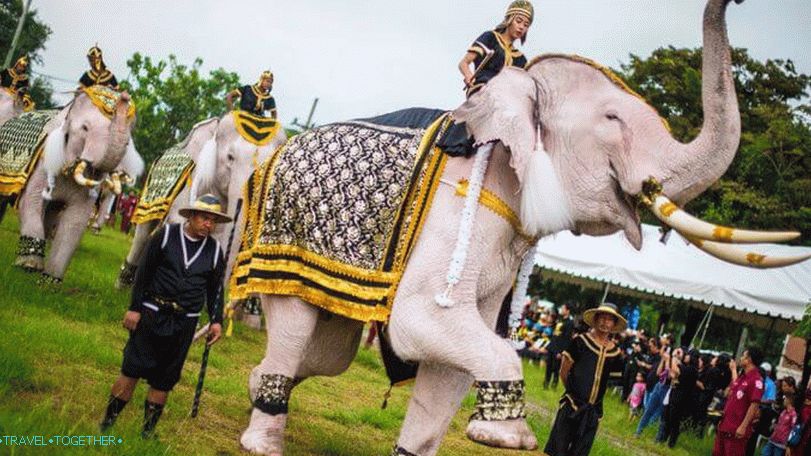 Fehér elefántok Thaiföldön