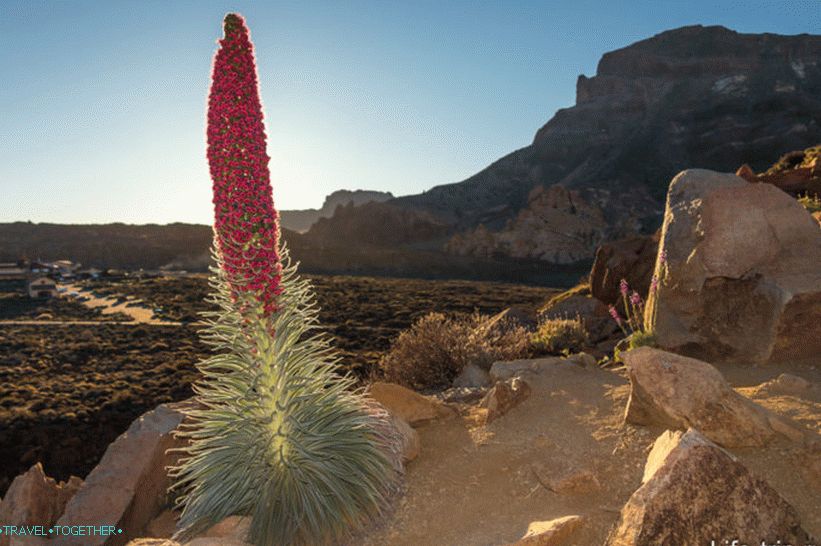 Takhinaste Tenerifén - a vulkán vagy az ékszer tornya virága