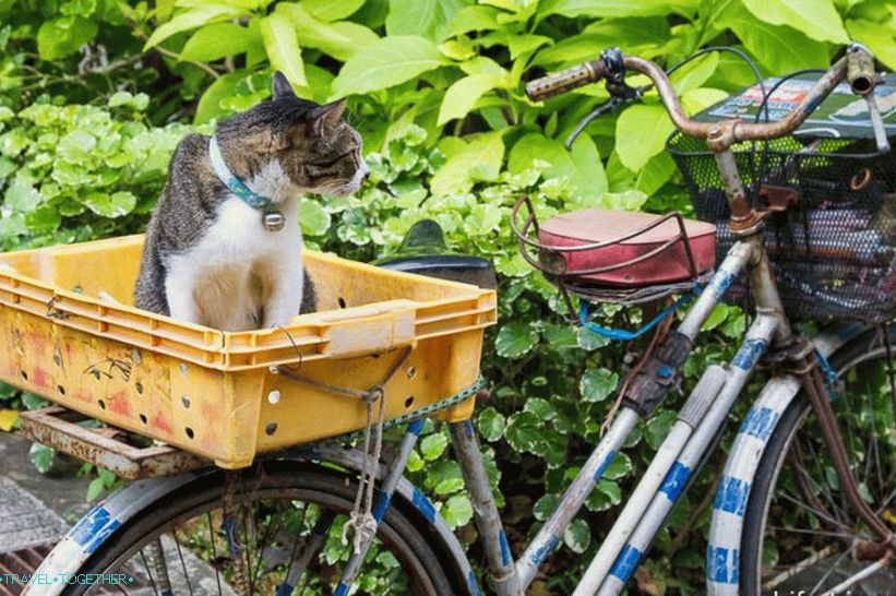 Thaiföldre kutyával vagy macskával