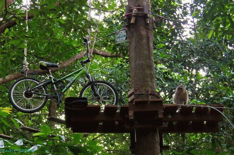 Majmok a Tree Top Adventure Parkban