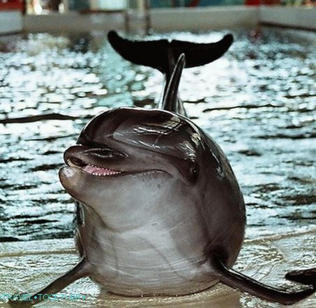 Biostation - Dolphin
