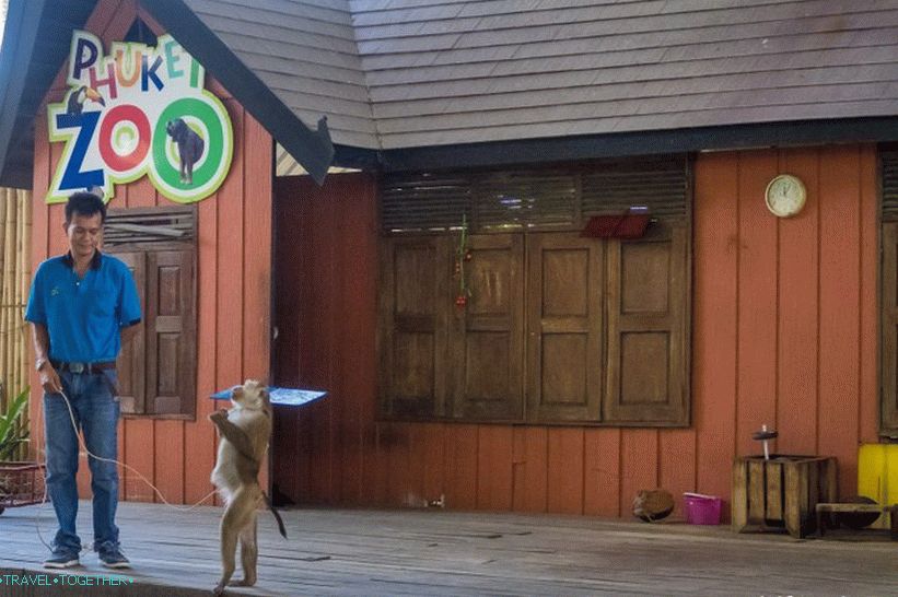 Monkey Show