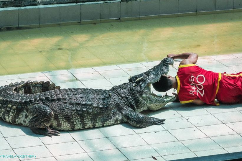 Phuket állatkert - felülvizsgálatom, árak, fényképek és a show ütemezése