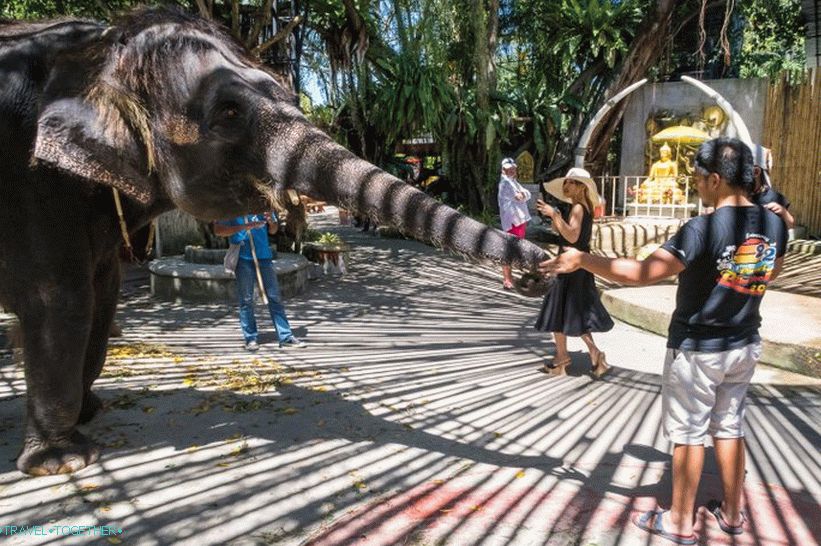 Phuket állatkert - felülvizsgálatom, árak, fényképek és a show ütemezése
