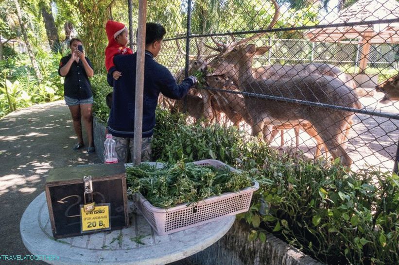 Phuket állatkert - felülvizsgálatom, árak, fényképek és a show ütemezése