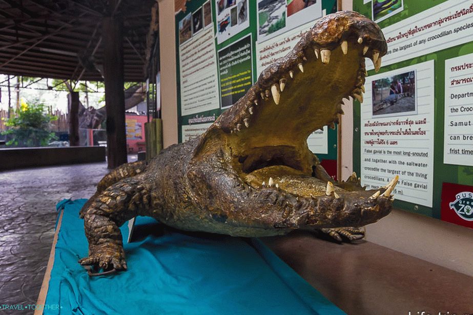 Szárított krokodil