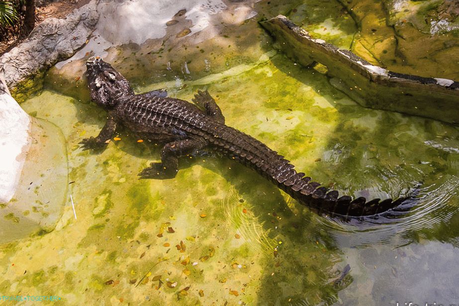 Élő krokodil