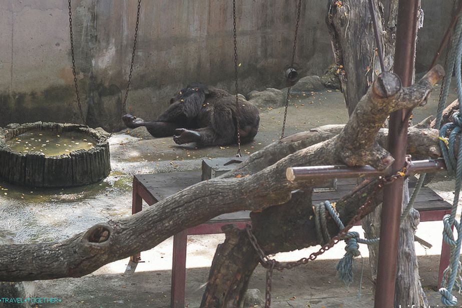 A gorilla valahol távolodik, a háttérben összeolvad